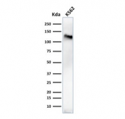 Western blot testing of human K562 cell lysate with CD43 antibody (clone 84-3C1). Predicted molecular weight 45-135 kDa depending on glycosylation level.