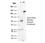 SDS-PAGE analysis of purified, BSA-free GRP94 antibody (clone 9G10.F8.2) as confirmation of integrity and purity.