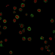 CD3e Antibody Clone CRIS-7. Immunofluorescence analysis of CD3 Epsilon / CD3E antibody staining in FFPE human Jurkat cells using CD3e Antibody Clone CRIS-7 / CD3 Epsilon Monoclonal Antibody. CD3-positive cells are detected as bright green membrane-associated fluorescence outlining individual cells, consistent with cell surface localization of the T-cell receptor complex. Reddot nuclear stain (red) marks nuclei, providing clear cellular context. The staining shows uniform CD3 expression across Jurkat cells with distinct membrane signal and low background, supporting specific detection of CD3 epsilon.