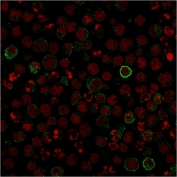Immunofluorescent staining of human Raji cells with recombinant CD86 antibody (green, clone C86/1146) and Reddot nuclear stain (red).