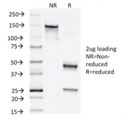 SDS-PAGE analysis of purified, BSA-free NAPSA Antibody for WB / Protein Detection Antibody (clone NAPSA/1238) as confirmation of integrity and purity.