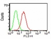 Flow cytometry testing of KG-1 cells using anti-CD34 antibody (red) and isotype control (green).