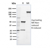 SDS-PAGE Analysis of Purified, BSA-Free CD36 Antibody clone 185-1G2. Confirmation of Integrity and Purity of the Antibody.