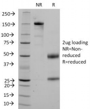 SDS-PAGE Analysis of Purified, BSA-Free CD36 Antibody clone 1A7. Confirmation of Integrity and Purity of the Antibody.