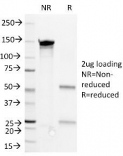 SDS-PAGE Analysis of Purified, BSA-Free CD36 Antibody 1E8. Confirmation of Integrity and Purity of the Antibody.