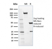 SDS-PAGE analysis of purified, BSA-free CD36 antibody GPIIIb/1654 as confirmation of integrity and purity.