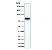 CD44 Antibody Human Cell Line WB. Western blot analysis of CD44 / CD44 antigen expression in human HeLa cell lysate using Cancer Stem Cell Marker Antibody clone HCAM/918. A band is detected at approximately 80-95 kDa, consistent with the predicted molecular weight of CD44 (CD44 / CD44 antigen). CD44 is a glycosylated transmembrane protein, and the observed band reflects the core protein with variation in apparent molecular weight due to glycosylation of the extracellular domain. The detected signal supports CD44 expression in HeLa cells and is consistent with its role as a cell surface marker associated with heterogeneous cell populations.