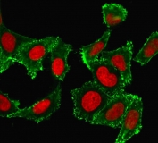 CD44 Antibody HeLa Cell IF. Immunofluorescence analysis of CD44 / CD44 antigen expression in human HeLa cells using mouse monoclonal antibody clone DF1485 (green) with Reddot nuclear stain (red). Membrane-associated and peripheral cytoplasmic fluorescence is observed, outlining cell borders and highlighting cell surface localization consistent with CD44 expression. The staining pattern demonstrates heterogeneous distribution across cells and supports its use for visualizing CD44-mediated cell surface interactions and cellular morphology in cultured human cells.