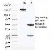 SDS-PAGE analysis of purified, BSA-free CDC2 antibody (clone CDK1/873) as confirmation of integrity and purity.