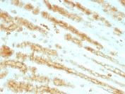 Pan Cytokeratin Antibody rat stomach IHC. Immunohistochemistry analysis of cytokeratin expression in FFPE rat stomach tissue using Pan Cytokeratin antibody clones KRTL/1077 + KRTH/1076. Cytoplasmic HRP-DAB brown staining highlights epithelial cells lining gastric glands, demonstrating organized epithelial differentiation along glandular structures while surrounding stromal tissue remains largely negative. The staining pattern supports evaluation of epithelial organization and differentiation within gastric tissue.