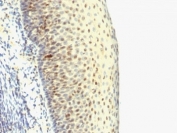 IHC: Formalin-fixed, paraffin-embedded human tonsil stained with IPO38 antibody (SPM515).