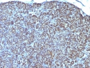 IHC: Formalin-fixed, paraffin-embedded human pancreas stained with anti-Mitochondrial antibody (clone AE-1).