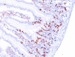 IHC: Formalin-fixed, paraffin-embedded mouse small intestine stained with BrdU antibody (85-2C8).
