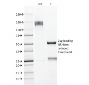 SDS-PAGE analysis of purified, BSA-free MUC1 antibody (clone E29) as confirmation of integrity and purity.