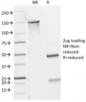 SDS-PAGE Analysis of Purified, BSA-Free CD8A Antibody / Lymphocyte Surface Marker Antibody (clones C8/468 + C8/144B). Confirmation of Integrity and Purity of the Antibody.