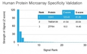 E-cadherin Antibody HuProt Specificity Validation. Proteome-wide microarray analysis of Cadherin 1 / CDH1 specificity using clone CDH1/1525 antibody on a HuProt(TM) array containing over 19,000 full-length human proteins, demonstrating strong and selective binding to CDH1 as the top-ranked target with a dominant Z-score and high S-score relative to non-target proteins. The Z-score represents signal intensity in standard deviations above the array mean, while the S-score reflects the difference between the top-ranked protein and subsequent hits, indicating high relative specificity. These results support highly selective recognition of CDH1 with minimal off-target binding across the human proteome.