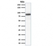 Western blot testing of human kidney lysate with Calnexin antibody (clone CANX/1541). Predicted molecular weight ~68 kDa but routinely observed at ~90 kDa.