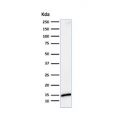 Galectin 1 Antibody HeLa WB. Western blot analysis of human HeLa cell lysate using Galectin 1 antibody (clone GAL1/1831). A distinct immunoreactive band is observed at approximately 14 kDa, corresponding to the expected molecular weight of Galectin-1 (LGALS1). Galectin-1 is a beta-galactoside-binding lectin that participates in immune regulation, cell-cell interactions, apoptosis, angiogenesis, and tumor microenvironment signaling. The clean banding pattern supports the specificity of clone GAL1/1831 for detection of endogenous Galectin-1 by western blot. Predicted molecular weight: ~14 kDa.