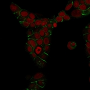 Cadherin 1 Antibody for IF in methanol-fixed human MCF7 cells. Immunofluorescence analysis of E-Cadherin / CDH1 expression using clone 4A2 antibody (green), showing distinct membrane staining outlining individual epithelial cell boundaries, with Reddot nuclear stain (red). Signal highlights clear cell perimeter definition and preserved cell-cell contacts under methanol fixation conditions.