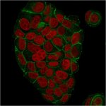 Immunofluorescent staining of paraformaldehyde-fixed MCF-7 cells with Gamma Catenin Antibody (clone CTNG/1664) followed by goat anti-Mouse IgG-CF488 (Green). Nuclei are labeled with Reddot (Red).