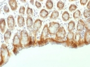 Beta Catenin Antibody Mouse Colon Immunohistochemistry. IHC testing of FFPE mouse colon tissue with Beta Catenin antibody (clone CTNNB1/1507). Required HIER: boil tissue sections in 10mM Tris with 1mM EDTA, pH 9.0, for 10-20 min.