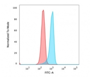 Beta Catenin Antibody Clone 5H10 Flow Cytometry. FACS testing of PFA-fixed human HeLa cells with Beta Catenin antibody (clone 5H10); Red=isotype control, Blue= Beta Catenin antibody.