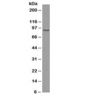 Beta-Catenin Reference Standard Antibody HeLa WB. Western blot analysis of human HeLa cell lysate using Beta-Catenin Antibody (clone 6F9) detects a prominent band at approximately 90-95 kDa, consistent with the predicted molecular weight of Catenin beta-1 / CTNNB1 at ~85 kDa with a characteristic upward shift during SDS-PAGE. This migration pattern reflects phosphorylation-associated modulation of beta-catenin and supports consistent, reproducible detection of CTNNB1 using this reference standard clone.