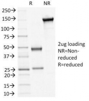 SDS-PAGE Analysis of Purified, BSA-Free DSG3 antibody clone 5H10. Confirmation of Integrity and Purity of the Antibody.