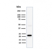 CD3e Antibody Clone C3e/1308. Western blot analysis of CD3 Epsilon / CD3E antibody in human Jurkat cell lysate using CD3e Antibody Clone C3e/1308 / CD3 Epsilon Monoclonal Antibody. Lane 1: human Jurkat cell lysate. A band is detected at approximately 23 kDa, consistent with the predicted molecular weight of CD3 epsilon. The prominent band with low background signal supports specific detection of CD3 epsilon and reliable performance of clone C3e/1308 in western blot analysis.