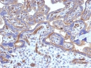 Thrombomodulin Antibody / Protein C Pathway Receptor. Immunohistochemistry analysis of Thrombomodulin / THBD expression in human placenta using clone THBD/1782. FFPE placental tissue shows membranous HRP-DAB brown staining along trophoblastic cell membranes and endothelial cells within placental vascular structures, consistent with the known localization of thrombomodulin as a protein C pathway receptor involved in thrombin-dependent anticoagulant signaling in vascular endothelium. Antigen retrieval was performed by boiling sections in 10mM Tris buffer with 1mM EDTA, pH 9, for 10-20 minutes followed by cooling at room temperature.