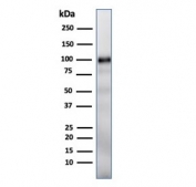 GP2 Antibody Pancreas WB. Western blot testing of human pancreas lysate with GP2 antibody (clone GP2/1712).