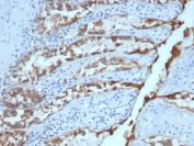 EpCAM Antibody Dog Colon Tissue IHC. Immunohistochemistry testing of FFPE dog colon and EpCAM antibody (clone EGP40/1384). HIER: steam sections in pH9 EDTA for 10-20 min.