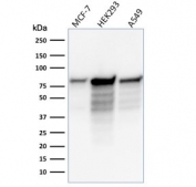 MCM7 Antibody for WB (clone MCM7/1466) - western blot analysis. Western blot testing of human cell lysates using MCM7 Antibody for WB (clone MCM7/1466). Lane 1: MCF7 cell lysate, Lane 2: HEK293 cell lysate, Lane 3: A549 cell lysate. A band is detected at approximately 80-90 kDa, consistent with the predicted molecular weight of Minichromosome maintenance protein 7 / MCM7. Additional lower bands may represent lower molecular weight MCM7 species or partial proteolytic degradation products commonly observed during SDS-PAGE analysis of chromatin-associated replication proteins.