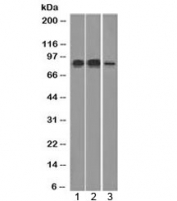 MCM7 Antibody for WB (clone MCM7/1466) - western blot analysis. Western blot testing of human cell lysates using MCM7 Antibody for WB (clone MCM7/1466). Lane 1: HeLa cell lysate, Lane 2: Raji cell lysate, Lane 3: HepG2 cell lysate. A band is detected at approximately 80-90 kDa, consistent with the predicted molecular weight of Minichromosome maintenance protein 7 / MCM7. The signal reflects expression of this DNA replication licensing factor in proliferating human cell lines.