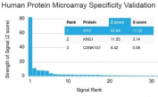EPO Antibody Microarray Specificity Validation. Analysis of HuProt(TM) microarray containing more than 19,000 full-length human proteins using EPO Antibody (clone EPO/1368) demonstrates highly specific detection of erythropoietin (EPO), a hypoxia response hormone regulating erythropoiesis and oxygen homeostasis. The antibody shows a dominant signal for EPO with clear separation from other proteins on the array, supporting strong target specificity of clone EPO/1368. Z- and S-score: The Z-score represents the strength of signal generated when the antibody binds to a protein on the array, expressed as standard deviations above the mean signal, while the S-score reflects the difference between sequential Z-scores and indicates relative specificity compared to potential off-target interactions.