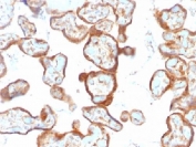 Thymidine Phosphorylase Antibody Placenta Immunohistochemistry. IHC testing of FFPE human placenta with Thymidine Phosphorylase antibody (clone SPM322). Required HIER: requires boil tissue sections in pH 9 10mM Tris with 1mM EDTA for 10-20 min followed by cooling at RT for 20 min.