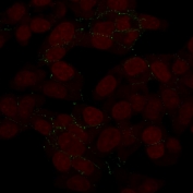 Immunofluorescent staining of human HeLa cells with CDH2 antibody (clone 8C11, green) and Reddot nuclear stain (red).