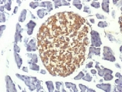NSE Antibody Mouse Pancreas IHC. Immunohistochemistry testing of FFPE mouse pancreas with NSE antibody (clone ENO2/1375). Required HIER: boil sections in pH 9 10mM Tris with 1mM EDTA for 10-20 min.