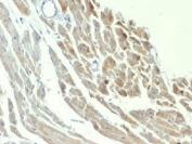 NSE Antibody Rat Heart IHC. Immunohistochemistry testing of FFPE rat heart with NSE antibody (clone ENO2/1375). Required HIER: boil sections in pH 9 10mM Tris with 1mM EDTA for 10-20 min.
