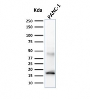 Elastase 3B Antibody PANC-1 WB. Western blot analysis of human PANC-1 cell lysate using Elastase 3B Antibody / Pancreatic Digestive Enzyme clone CELA3B/1257. A band is detected at approximately 29 kDa, consistent with the predicted molecular weight of Chymotrypsin-like elastase family member 3B / CELA3B. The observed signal supports expression of this pancreatic digestive serine protease associated with exocrine pancreas differentiation and secretory enzyme pathways.