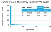 TOP2A Antibody Microarray Validation. HuProt human protein microarray specificity analysis using an array containing more than 19,000 full-length human proteins demonstrates highly selective recognition of DNA Topoisomerase II alpha by clone TOP2A/1362. The Chromosome Segregation Enzyme Antibody shows a dominant signal for the intended target TOP2A with a Z-score of 134.27 and S-score of 124.98, indicating exceptionally strong binding to DNA Topoisomerase II alpha relative to other proteins present on the array. These results confirm that this monoclonal antibody preferentially recognizes the chromosome segregation enzyme responsible for DNA decatenation and mitotic chromatid separation.<BR>Z- and S-score explanation: The Z-score represents the strength of signal generated when the antibody, together with a fluorescently labeled secondary antibody, binds to a specific protein on the HuProt microarray. Z-scores are expressed as the number of standard deviations above the mean signal intensity across the entire protein array. When proteins on the array are ranked by decreasing Z-score, the S-score represents the difference between the Z-scores of neighboring ranked proteins. The S-score therefore reflects the relative specificity of an antibody for its intended target protein compared with other proteins present on the microarray.