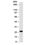 CD3e Antibody Clone PC3/188A. Western blot analysis of CD3 Epsilon / CD3E antibody in human Jurkat cell lysate using CD3e Antibody Clone PC3/188A / CD3 Epsilon Monoclonal Antibody. Lane 1: human Jurkat cell lysate. A band is detected at approximately 23 kDa, consistent with the predicted molecular weight of CD3 epsilon. The clear, well-defined band with minimal background supports specific detection of CD3 epsilon and reliable performance of clone PC3/188A in western blot analysis.