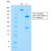 SDS-PAGE analysis of purified, BSA-free CD8A Antibody / Cytotoxic T Cell Marker Antibody (clone C8/1779R) as confirmation of integrity and purity.