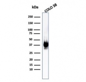 Western blot testing of human COLO-38 cell lysate with recombinant gp100 antibody (clone PMEL/1825R). The ~100 kDa glycosylated PMEL precursor is proteolytically cleaved into an ~60-64 kDa M-alpha fragment and an ~26 kDa M-beta fragment. The M-alpha fragment is subsequently processed into ~34-38 kDa and ~26 kDa fragments that assemble into the fibrillar matrix of melanosomes.