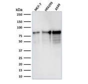 Western blot testing of human samples with microarray validated MCM7 antibody (clone MCM7/1467). Expected molecular weight: 80-90 kDa.