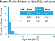 MCM7 Antibody Protein Microarray Validated MCM7/1469 - protein microarray specificity validation. Analysis of a HuProt(TM) microarray containing more than 19,000 full-length human proteins was performed using MCM7 Antibody Protein Microarray Validated MCM7/1469. The strongest binding signals correspond to MCM7, which ranks first and second on the array, demonstrating high specificity of the MCM7/1469 mouse monoclonal antibody for its intended target. Z- and S-scores quantify antibody binding strength and target specificity. The Z-score represents the signal intensity produced when the antibody, together with a fluorescently labeled anti-IgG secondary antibody, binds to a protein on the array and is expressed as standard deviations above the mean signal across the array. When proteins are ordered by descending Z-score, the S-score represents the difference between adjacent Z-scores and therefore reflects the relative specificity of the antibody for its target protein.