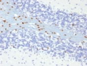 IHC testing of FFPE mouse brain with SOX10 antibody (clone SOX10/991). Required HIER: boil tissue sections in pH 9 10mM Tris with 1mM EDTA for 10-20 min followed by cooling at RT for 20 min. 