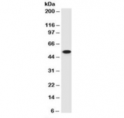 p53 Antibody Clone PAb 122 / TP53 Tumor Suppressor Antibody (clone PAb 122). Western blot analysis of human HEK293 cell lysate using p53 Antibody Clone PAb 122 detects a band at approximately 53 kDa, consistent with the predicted molecular weight of Tumor protein p53 / TP53. The result demonstrates detection of endogenous p53 protein in human 293 cells by western blot.