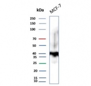 EpCAM Antibody MCF-7 WB. Western blot analysis of human MCF-7 breast carcinoma cell lysate using EpCAM Antibody / Epithelial Cell Marker Antibody (clone EGP40/1372) demonstrates a prominent immunoreactive band at approximately 40-43 kDa. The observed molecular weight is consistent with the glycosylated form of Epithelial Cell Adhesion Molecule (EPCAM/CD326), a transmembrane glycoprotein expressed on epithelial cells and many epithelial-derived tumor cell lines. Additional weaker higher molecular weight signal may represent more extensively glycosylated EpCAM species, protein complexes, or processing intermediates commonly observed for membrane-associated glycoproteins. EpCAM functions in epithelial cell adhesion, maintenance of tissue architecture, and regulation of cellular signaling pathways. Detection in MCF-7 cells is consistent with the established expression of EpCAM in breast epithelial carcinoma models. Expected molecular weight: ~35 kDa (unmodified), ~40-43 kDa (glycosylated).