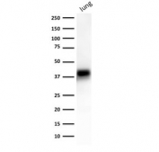 EpCAM Antibody Human Lung WB. Western blot analysis of human lung tissue lysate using EpCAM Antibody / Epithelial Cell Marker Antibody (clone EGP40/1372) demonstrates a distinct immunoreactive band at approximately 38-40 kDa. The observed molecular weight is consistent with Epithelial Cell Adhesion Molecule (EPCAM/CD326), a transmembrane glycoprotein that frequently migrates above its predicted molecular mass due to N-linked glycosylation of the extracellular domain. EpCAM functions in epithelial cell adhesion, tissue organization, and regulation of cellular signaling pathways, and is expressed by epithelial cell populations in a variety of normal and neoplastic tissues. The detected band is consistent with the expected glycosylated form of EpCAM and supports the specificity of clone EGP40/1372 for western blot detection of EPCAM. Expected molecular weight: ~35 kDa (unmodified), ~40-43 kDa (glycosylated).